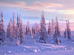 snow covered trees in the middle of a snowy landscape at sunset or dawn with clouds