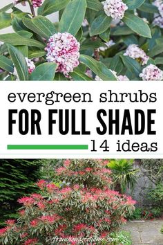 the words evergreen shrubs for full shade are shown