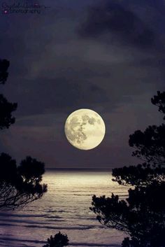 the full moon is seen through some trees near the water's edge at night