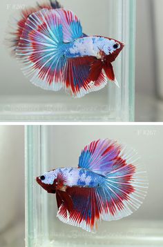 two pictures of a red, white and blue siamese fish