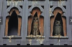 two owls are sitting in the window sill of an old building with peeling paint