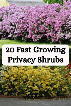 the words 20 fast growing privacy shrubs are in front of some bushes and yellow flowers