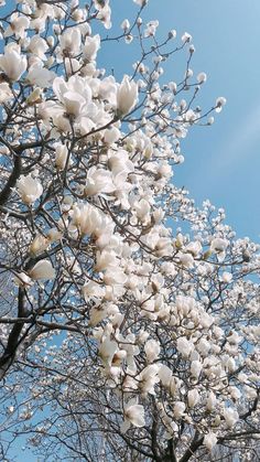 white flowers are blooming on the branches of a tree with blue sky in the background