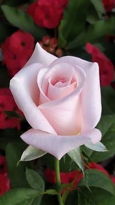 a pink rose with green leaves and red flowers in the background