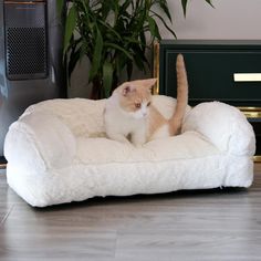 an orange and white cat is sitting on a dog bed in front of a plant