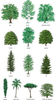 different types of trees and their names