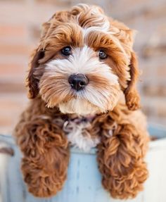 #cocker and poodle mix Cocker Spaniel Poodle Mix, Poodle Cross Breeds, Chien Shih Tzu, Cavapoo Puppies, Precious Animals, Haircut Styles, Goldendoodle Puppy, Doodle Dog