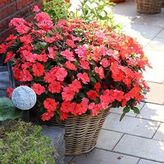 red flowers in a basket on the ground next to a brick wall and potted plants