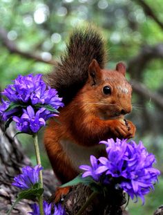 a squirrel is sitting on a branch with purple flowers