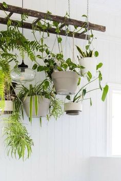 several potted plants hang from the ceiling in a white room with wood planks