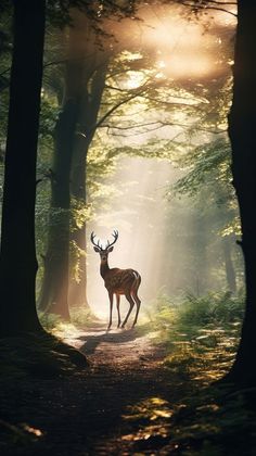 a deer standing in the middle of a forest with sunbeams shining through trees