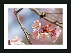 a bee is sitting on the branch of a cherry blossom tree with pink flowers in front of it