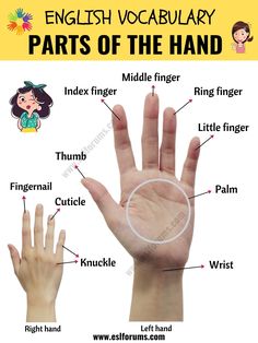 an english hand with the words parts of the hand