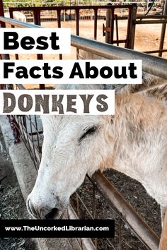 Best Facts About Donkeys Pinterest Pin with with gray and white donkey at farm fence Facts About Donkeys, Donkey Toys Diy, Balaams Donkey Lesson, Donkey Aesthetic, Donkey Quotes, Funny Donkey Pictures, Donkey Crafts, Donkey Breeds