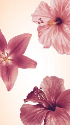 three pink flowers on a white background