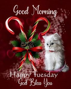 a white cat sitting next to a red bow and pine cone with the words good morning on it