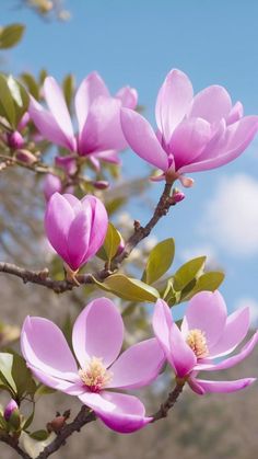 pink flowers are blooming on a tree branch