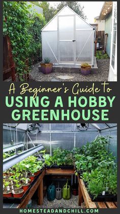 a beginner's guide to using a hobby greenhouse for growing vegetables and herbs