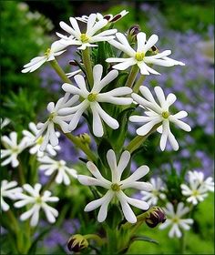 white flowers with green stems and purple flowers in the backgrounnd, close up