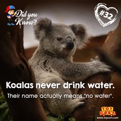 koalas never drink water their name actually means no water