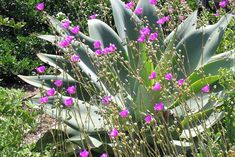 purple flowers are blooming in the garden