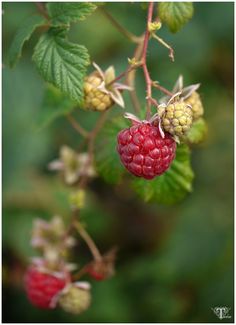 raspberries growing on a tree with green leaves