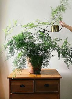 a woman holding a potted plant on top of a wooden table next to a dresser