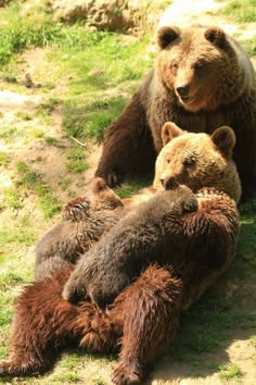 three brown bears laying on the ground together