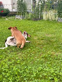 two dogs playing in the grass with each other