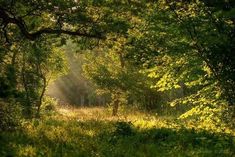 In The Forest, الرسومات اللطيفة, Cottage Core, Pretty Pictures