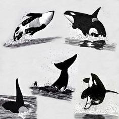 four different types of orca whales swimming in the water