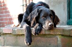 a large black dog laying on top of a brick wall