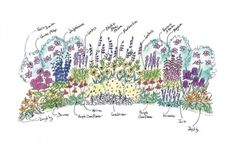 a garden plot with flowers and plants labeled in the center, including lavenders, cornflowers, sallows, and more