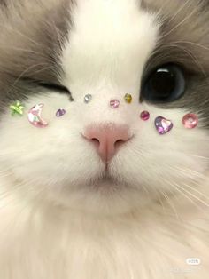 a close up of a cat's face with different colored jewels on its nose