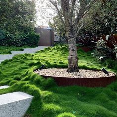 a small tree sitting in the middle of a lush green yard with steps leading up to it