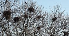 a flock of birds sitting on top of a tree filled with nests