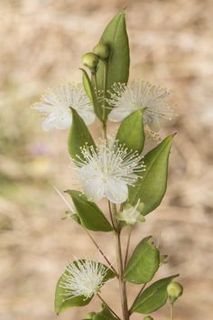 a plant with white flowers and green leaves in front of a dirt ground area,