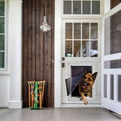 a dog that is sitting in a door