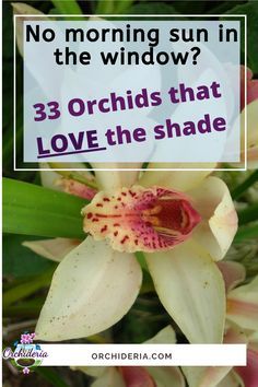 an orchid with the words, no morning sun in the window? 33 orchids that love the shade