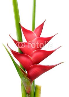 a red flower with green stems on a white background