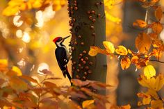 a woodpecker is standing on the trunk of a tree in an autumn forest