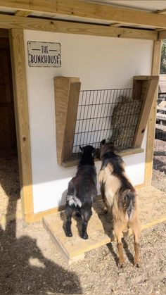 two small dogs are standing in front of a dog house