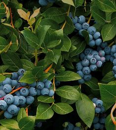 some blue berries are growing on the tree