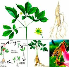 the stages of flowering and root development