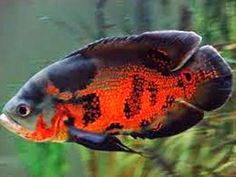 an orange and black fish is swimming in the water by some plants with red spots on it