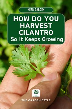 a hand holding a green leaf with the words how do you harvest cllantro so it keeps growing