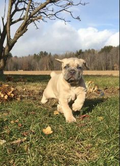 a small white dog running in the grass with a tree behind it and blue sky above