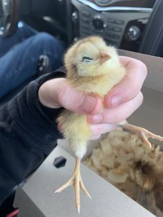 a person holding a small chicken in their hand