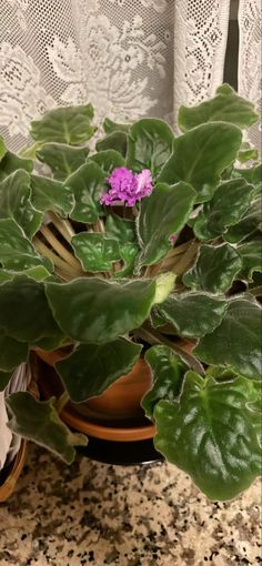 a potted plant sitting on top of a table