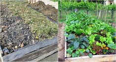 several different types of plants growing in the ground and on top of each other, including lettuce